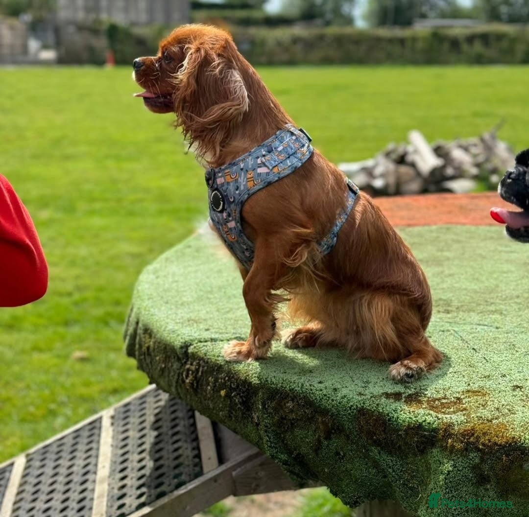 Cavalier King Charles Spaniel dogs for sale: Female Ruby KC Cavalier King Charles Spaniel - Image 2