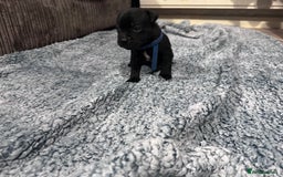 Staffordshire Bull Terrier dogs for sale: Staffys Puppies   25+ Champions ( Show Quality ) - Advert 30