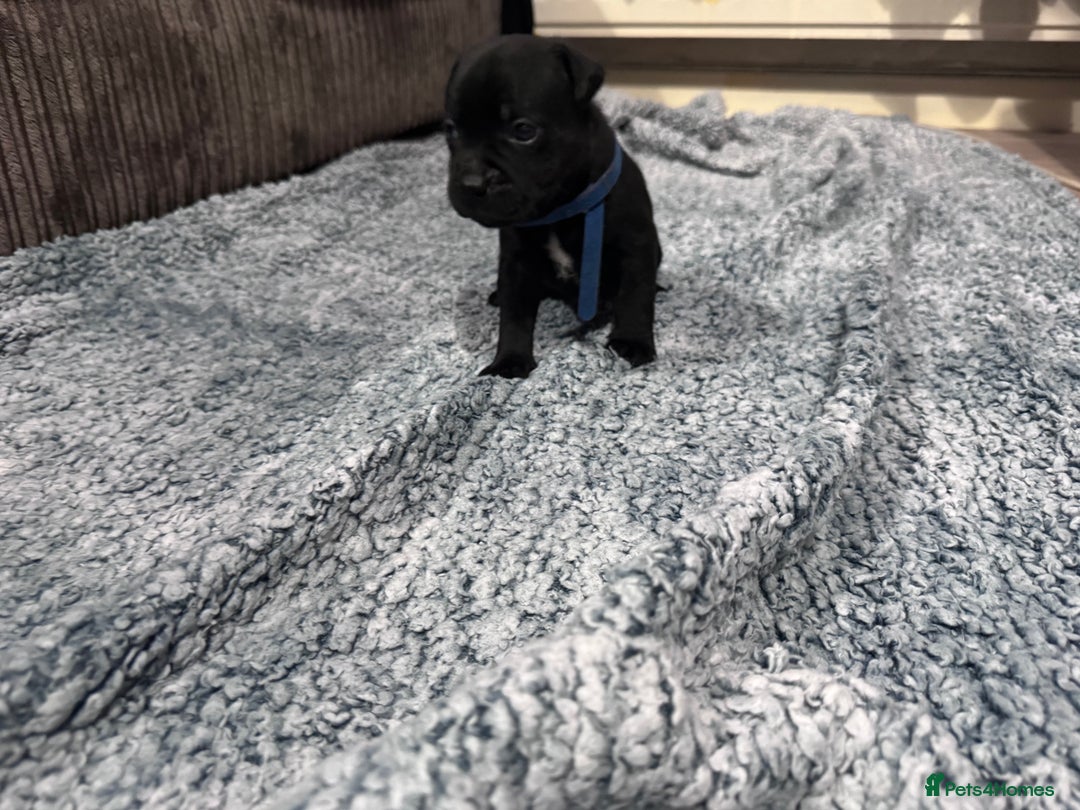 Staffordshire Bull Terrier dogs for sale: Staffys Puppies   25+ Champions ( Show Quality ) - Advert 30