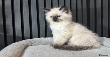 Ragdoll cats - Advert 10