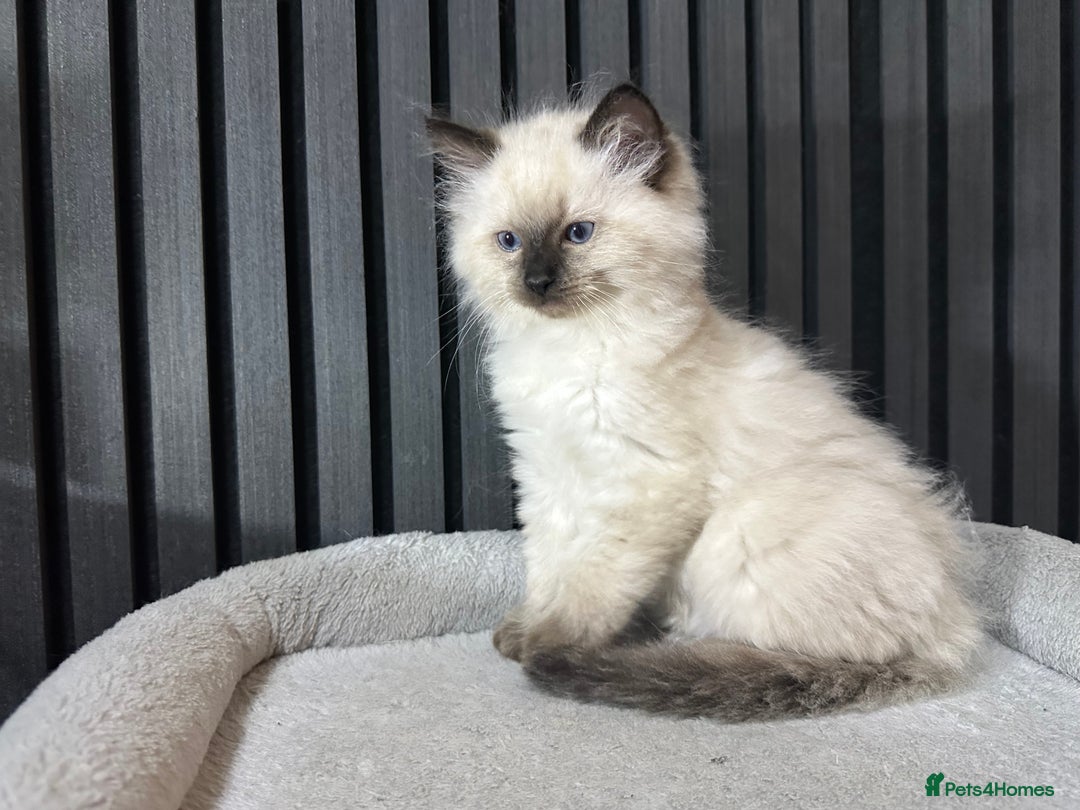 Ragdoll cats for sale: ragdoll kittens - Image 2