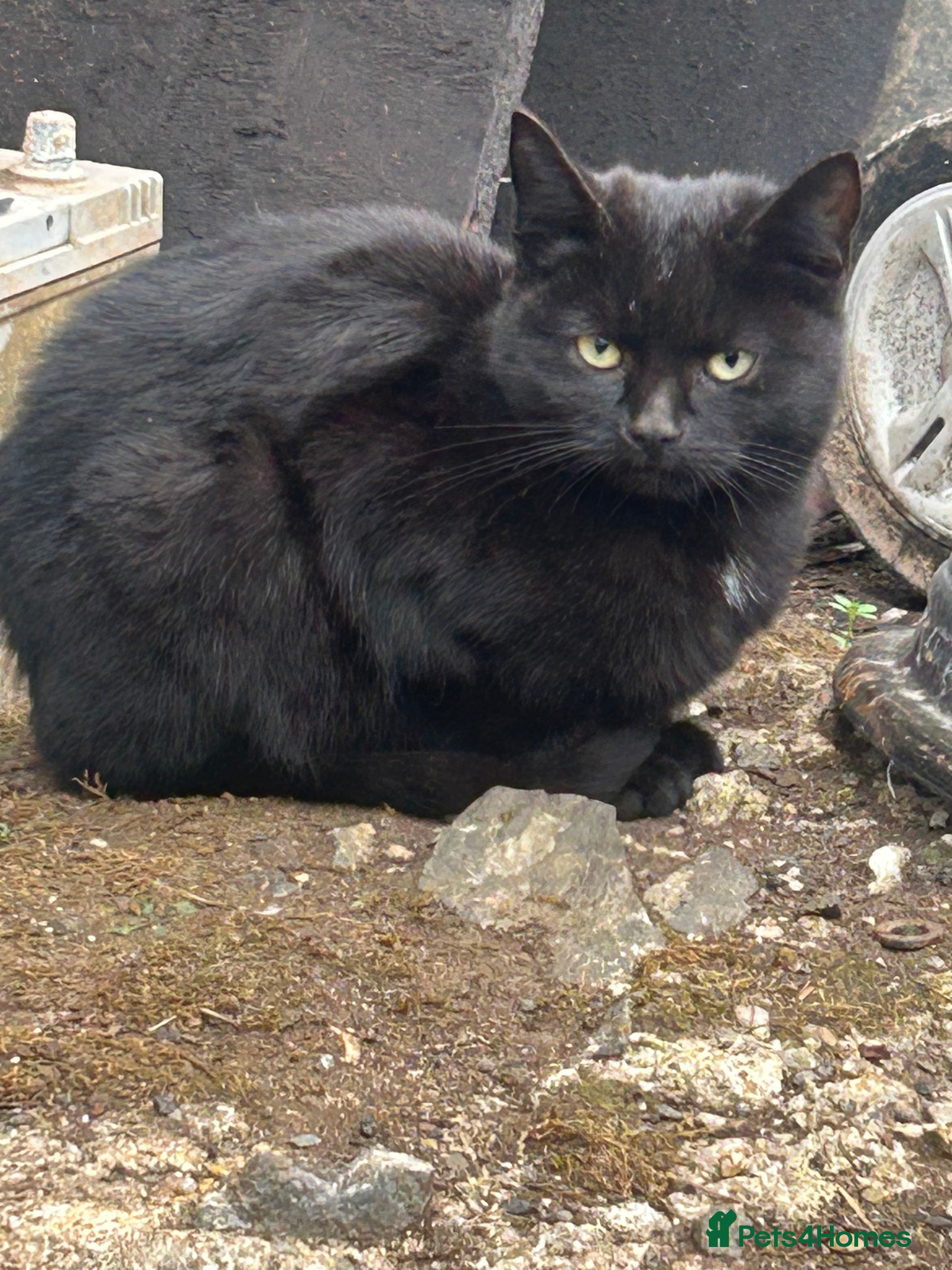 Domestic Shorthair cats Farm kittens £30 pair - Advert 2