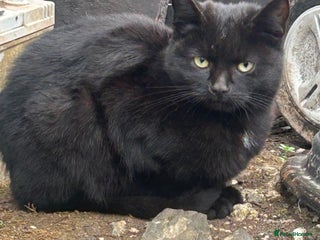 Domestic Shorthair cats - Advert 7