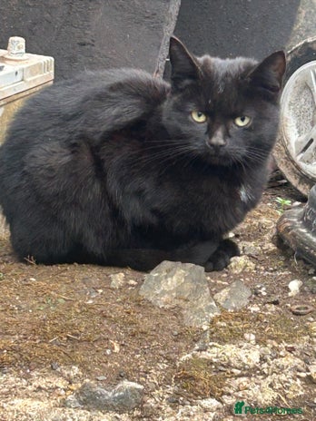 Domestic Shorthair cats - Advert 4
