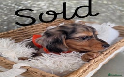 Miniature Dachshund dogs for sale: Miniature Dachshunds Vaccinated and Ready to leave in Harlow - Image 11