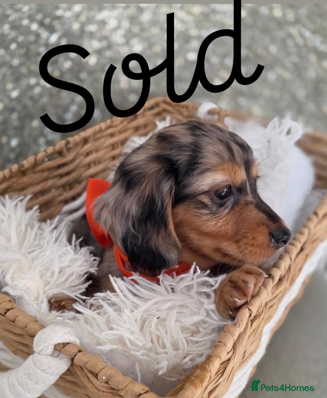 Miniature Dachshund dogs for sale: Miniature Dachshunds Vaccinated and Ready to leave in Harlow - Image 11