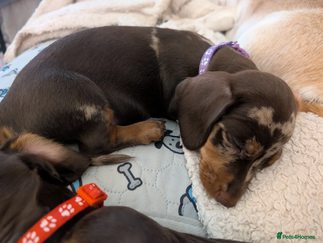 Miniature Dachshund dogs for sale: Miniature Dachshund Ready Now - Advert 4