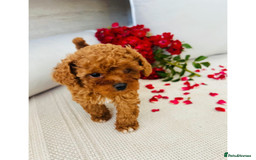 Cavapoo dogs for sale: F1B cavapoo girl  - Image 4
