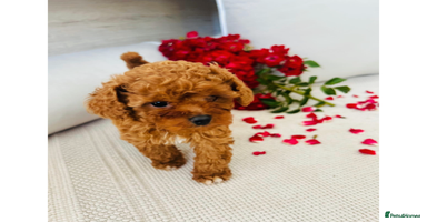 Cavapoo dogs - Advert 5
