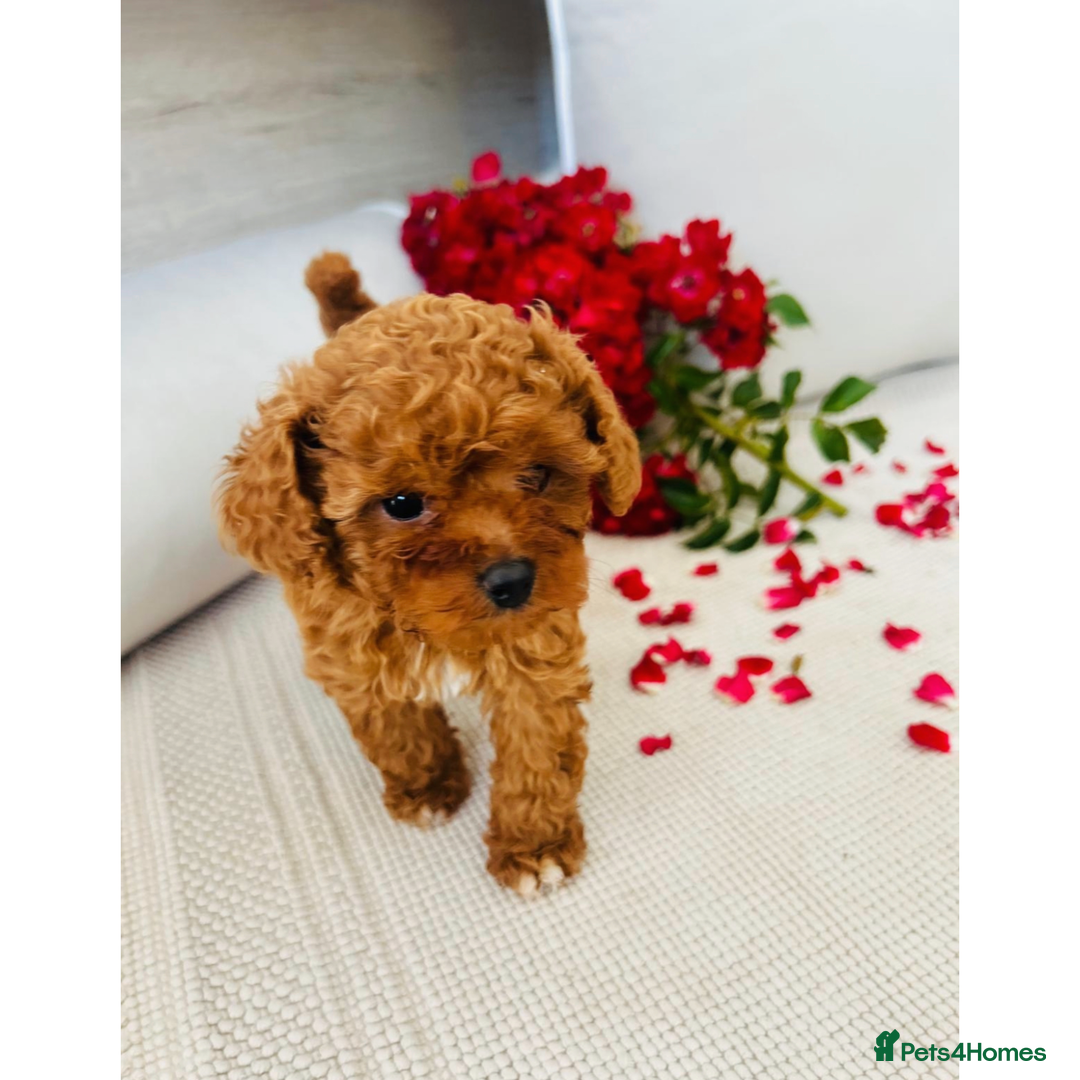 Cavapoo dogs for sale: F1B cavapoo girl  - Image 4