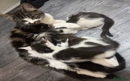 Mixed Breed cats for sale: 2 Grey and White, and 2 Fluffy Grey Kittens - Image 8