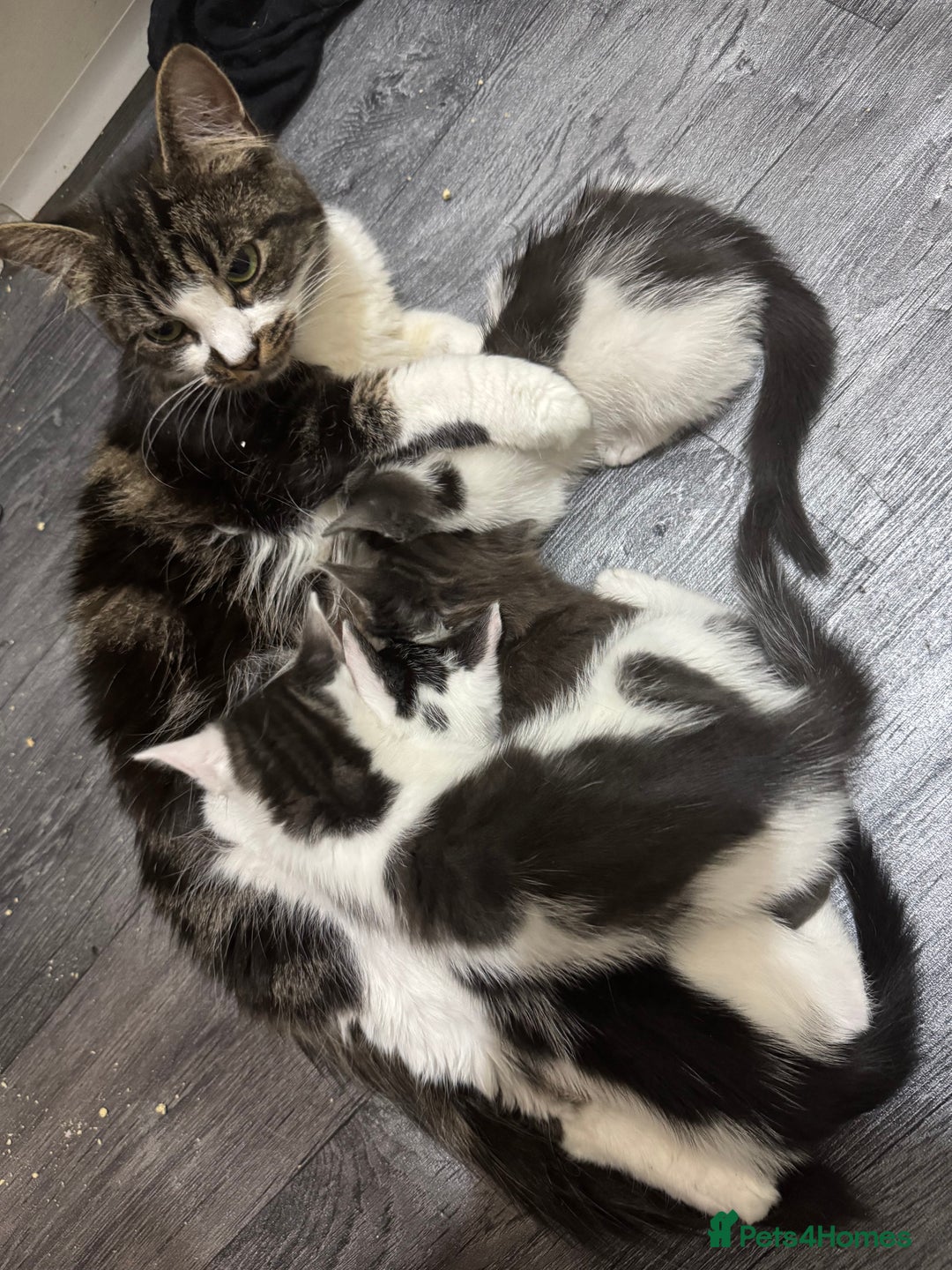 Mixed Breed cats for sale: 2 Grey and White, and 2 Fluffy Grey Kittens - Image 8