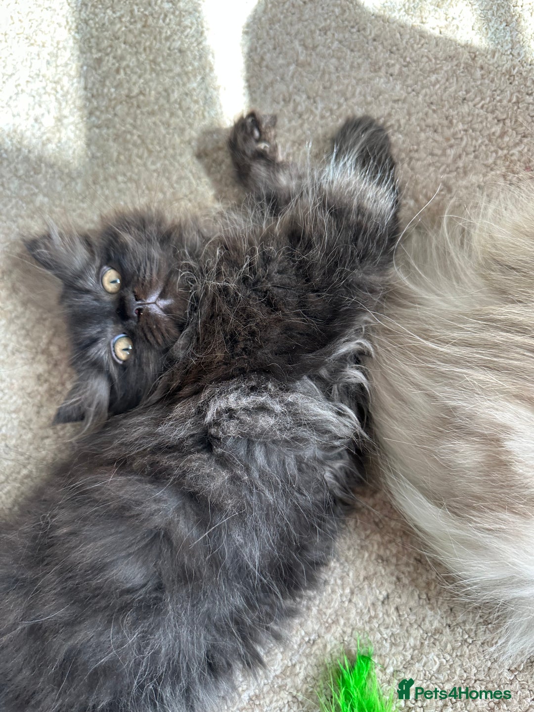 Persian cats for sale: 3 pure Persian kittens for sale   - Image 13