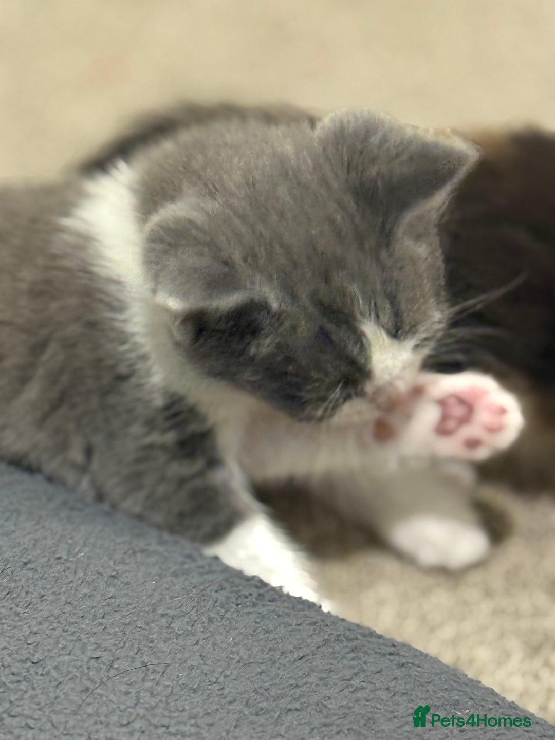 Mixed Breed cats for sale: 🤩🤩 10 beautifull fur babies 🤩🤩 - Advert 28