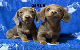 Dachshund dogs for sale: Dachshunds  - Image 11