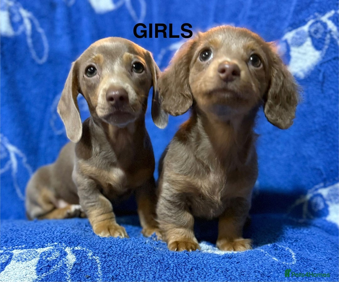 Dachshund dogs for sale: Dachshunds  - Image 11