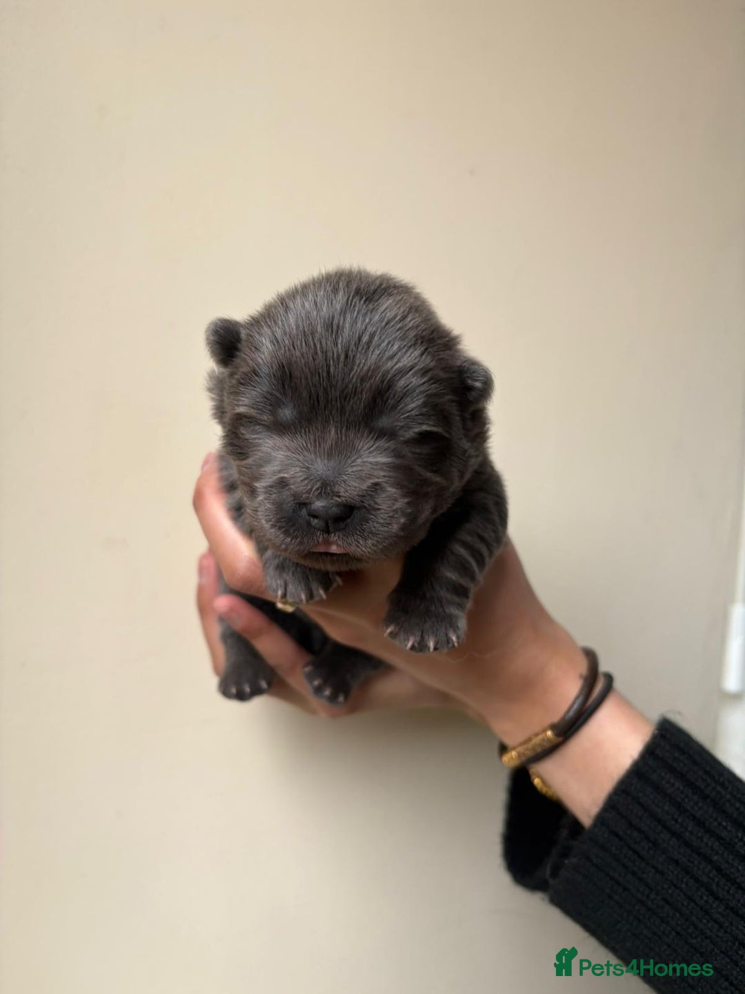 Chow Chow dogs for sale: Beautiful Black and Blue Chow Chow 🖤💙 - Advert 12