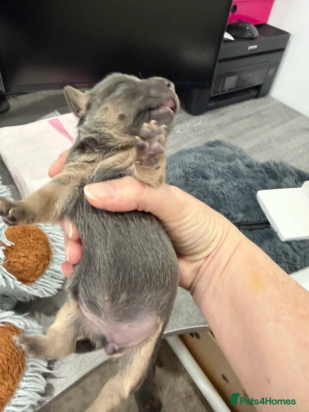 Jack Russell dogs for sale: Jack Russell Puppies - 6 Available 3 girls 3 boys - Advert 15