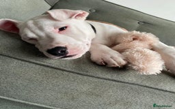 Mixed Breed dogs for sale: Beautiful mixed breed puppy! - Image 1