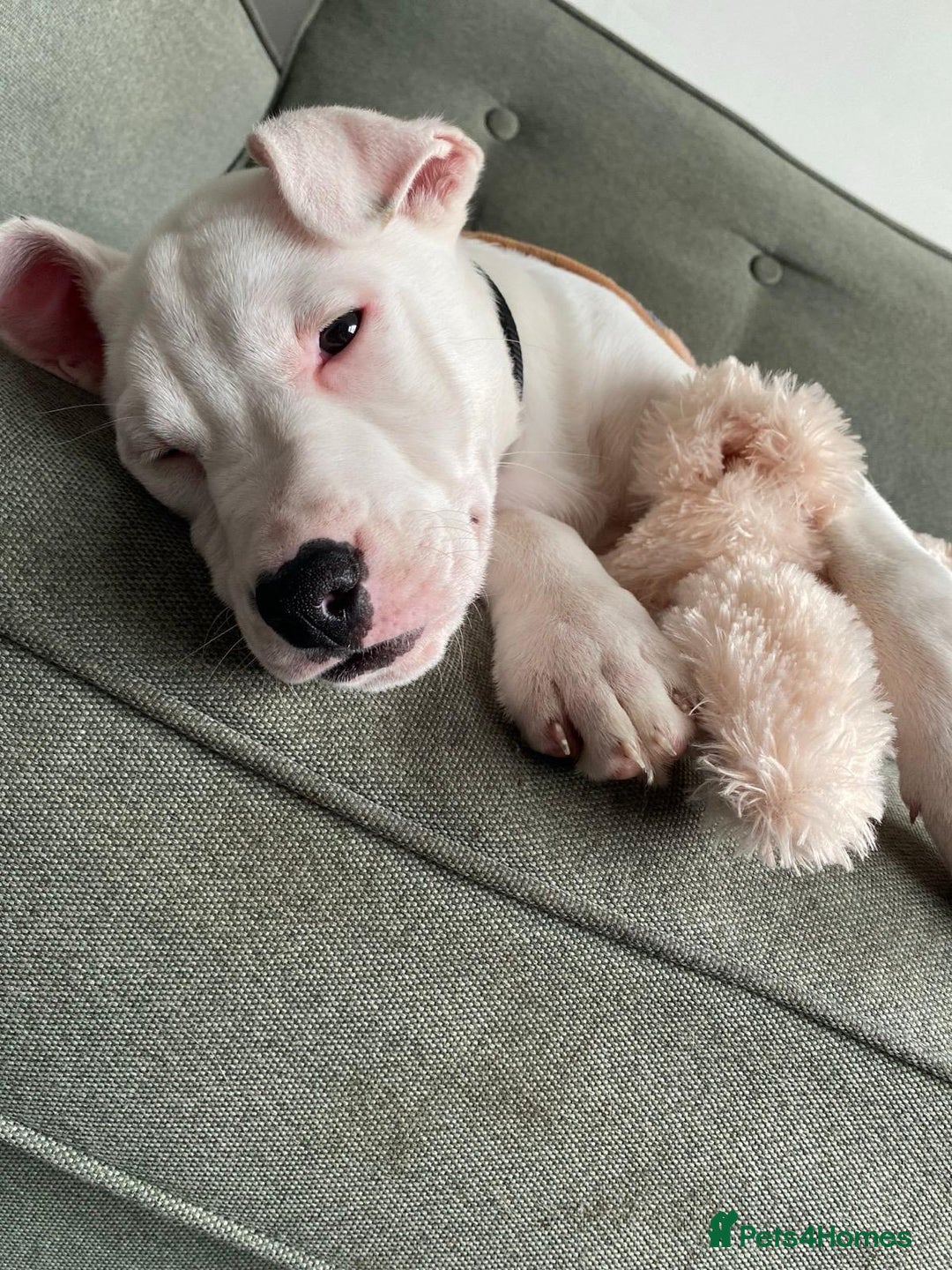 Mixed Breed dogs for sale: Beautiful mixed breed puppy! - Image 1
