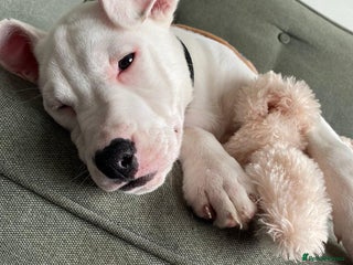 Mixed Breed dogs - Advert 22