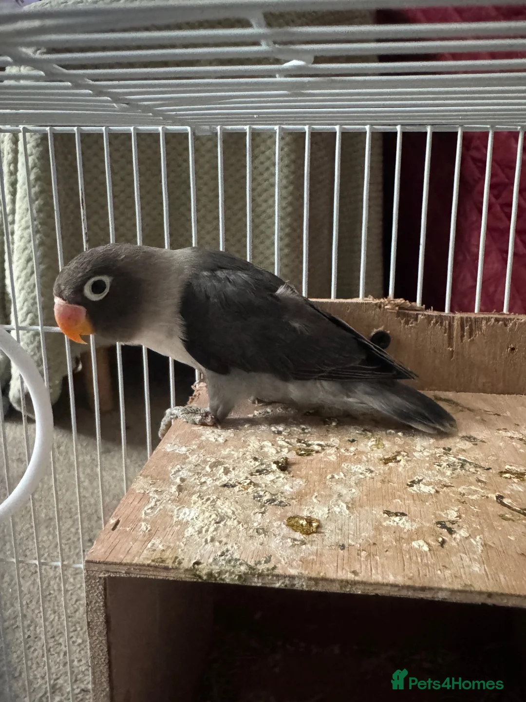 Lovebirds birds for sale: Rare colour black grey love bird  in Manchester - Advert 2