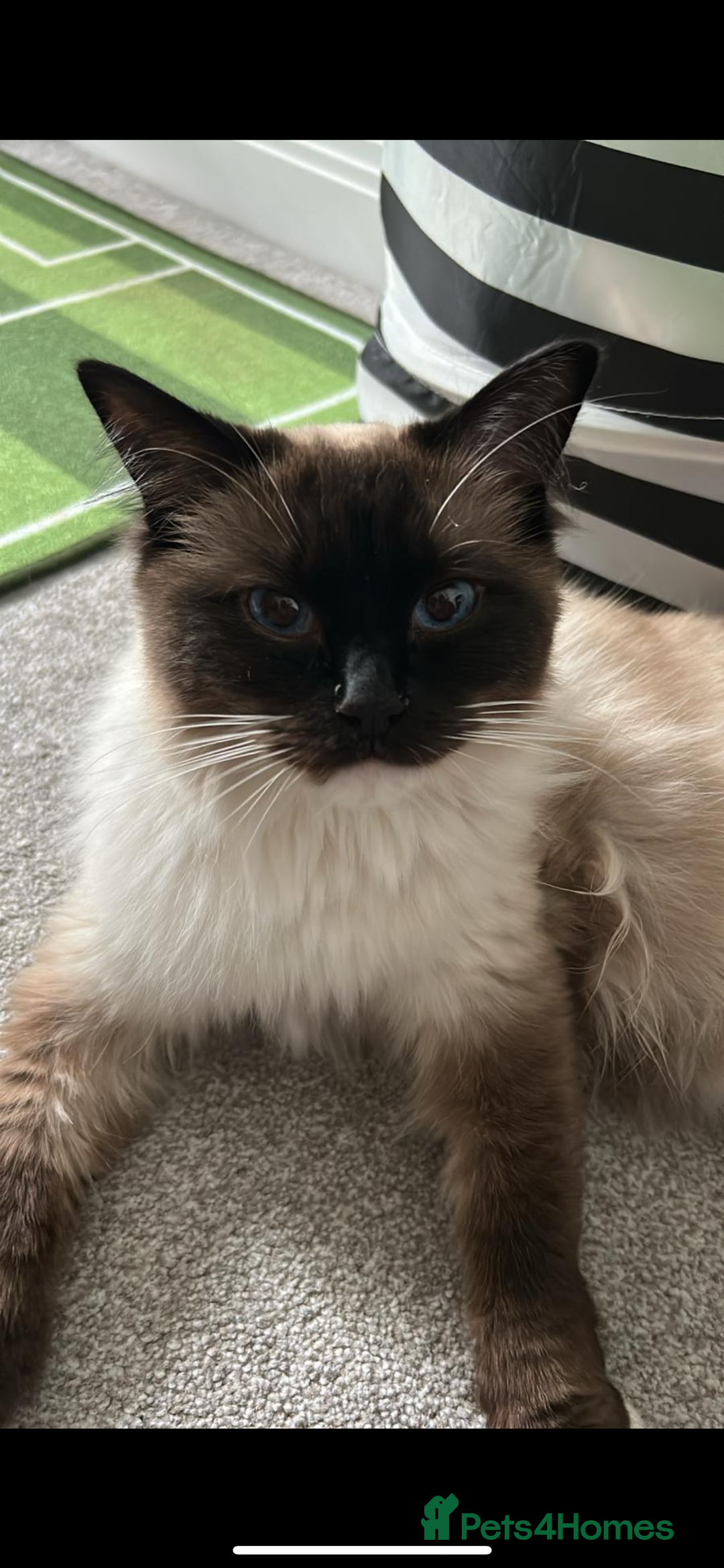 Ragdoll cats for sale: Male Ragdoll 2.5 years  - Advert 2