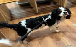 Cavapoo dogs for sale: Cavapoo puppies fully health tested parents - Image 2