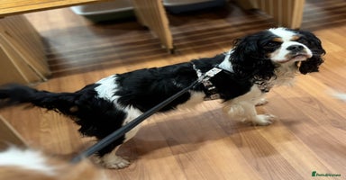 Cavapoo dogs - Advert 3