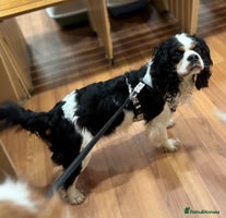 Cavapoo dogs - Advert 9