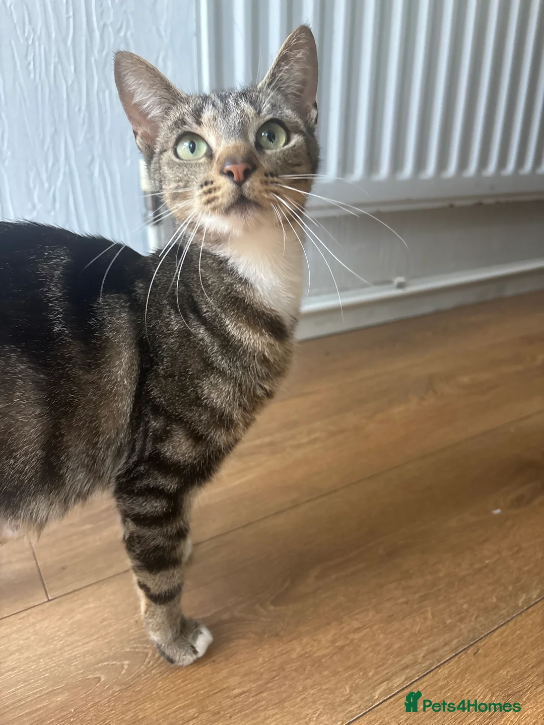 British Shorthair cats for sale: B shorthair kittens  in Beccles - Advert 2