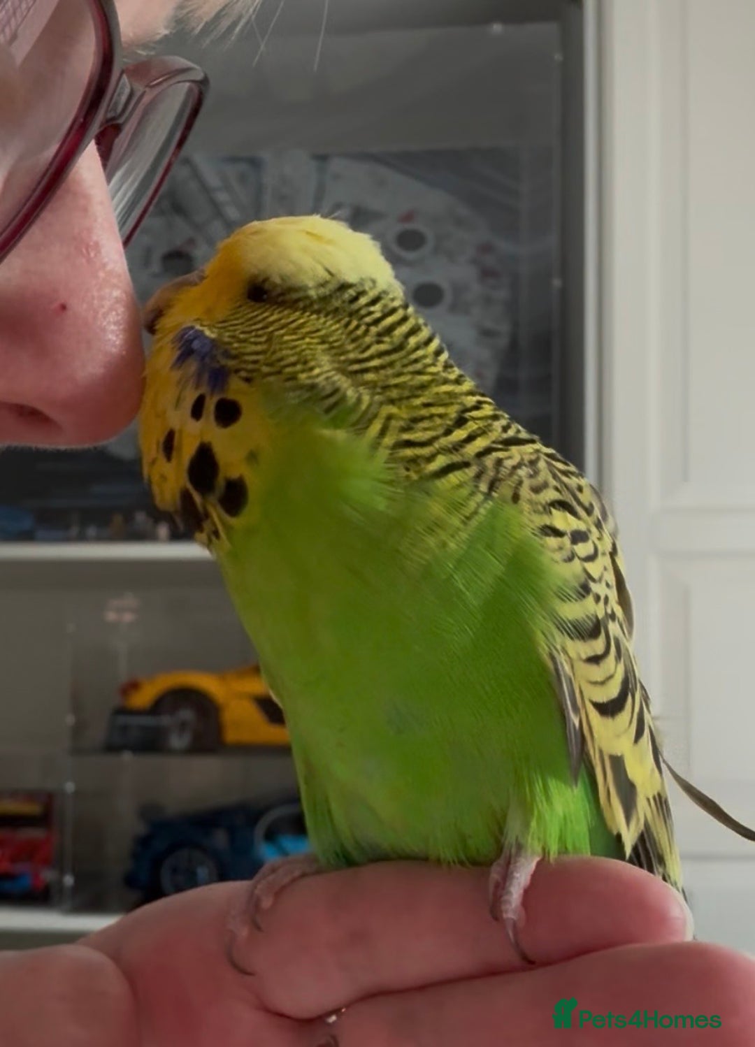 Budgerigars birds for sale: Super Tame Male Exhibition Budgie - Advert 3