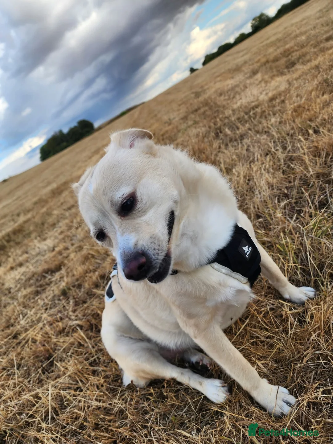 Mixed Breed dogs for sale: Mixed breed For sale  in Didcot - Advert 2