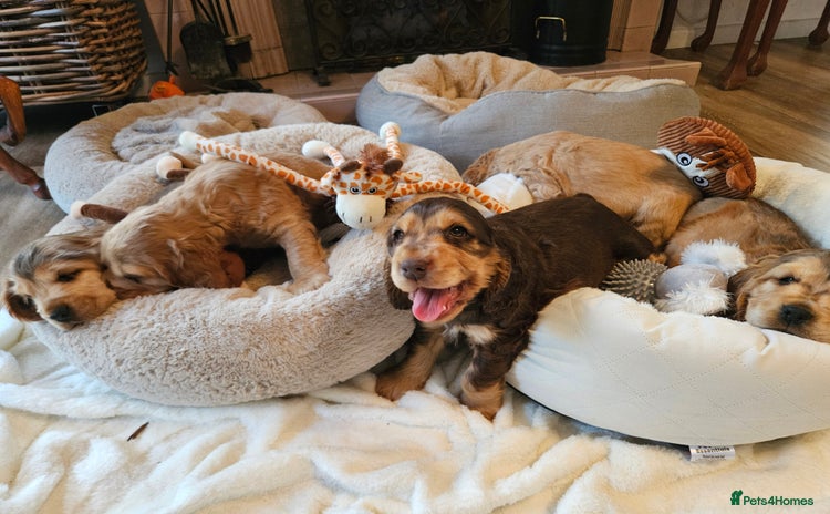 Cocker Spaniel dogs - Advert 3