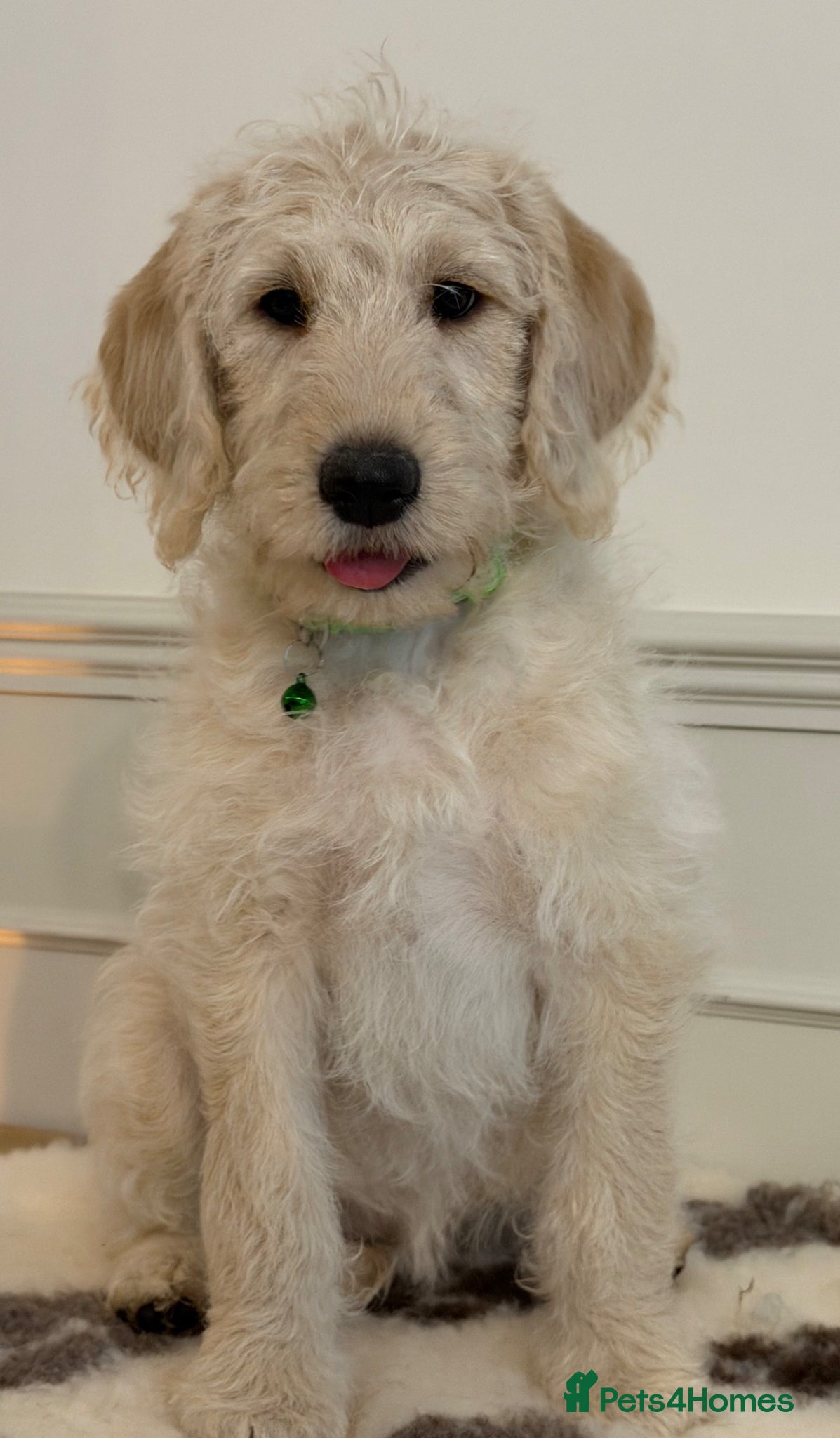 Labradoodle dogs Stunning F1 Standard Labradoodles puppies - Advert 1