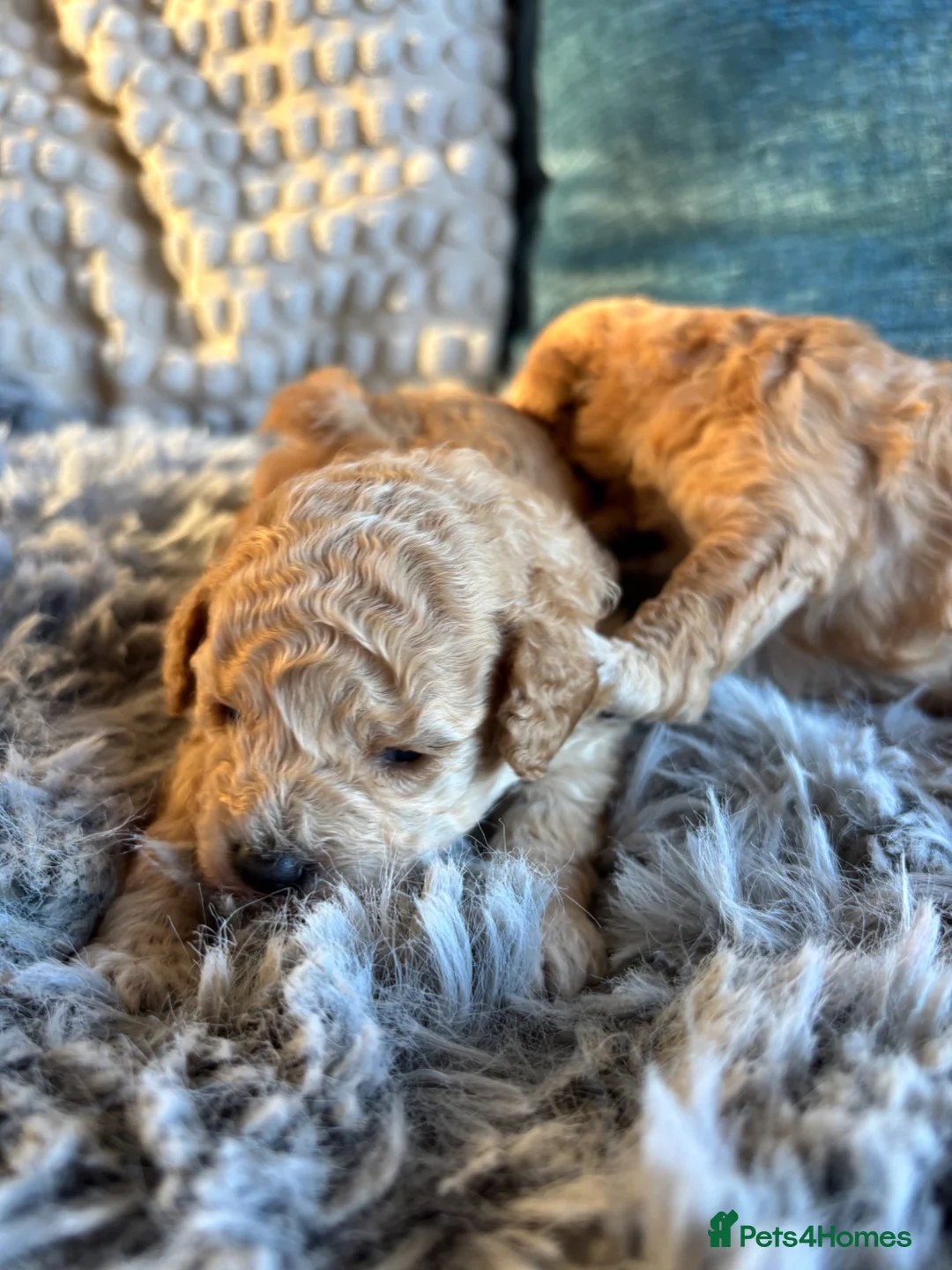 Toy Poodle dogs for sale: Litter of 2 beautiful Apricot girls  - Advert 2