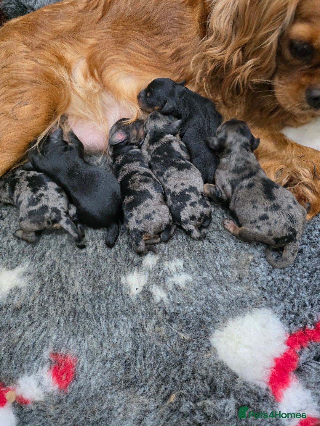 Cavapoo dogs for sale: Extensively Health tested Rare F1 Cavapoos - Image 5
