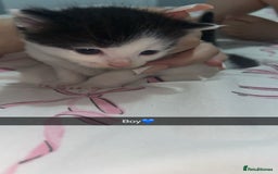 Mixed Breed cats for sale: Tuxedo kittens  - Image 3