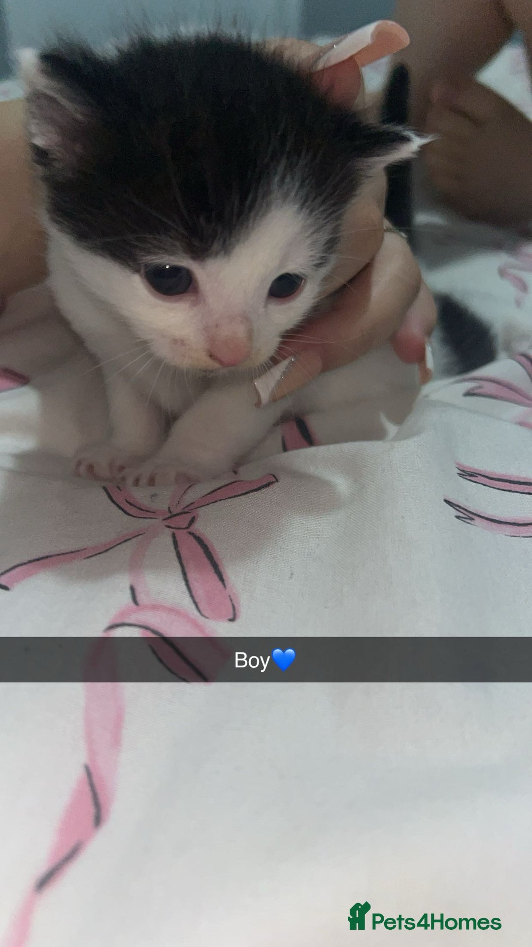 Mixed Breed cats for sale: Tuxedo kittens  - Image 3