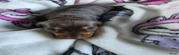 Dachshund dogs for sale: Beautiful littler of pedigree mini Dachshunds  - Advert 10