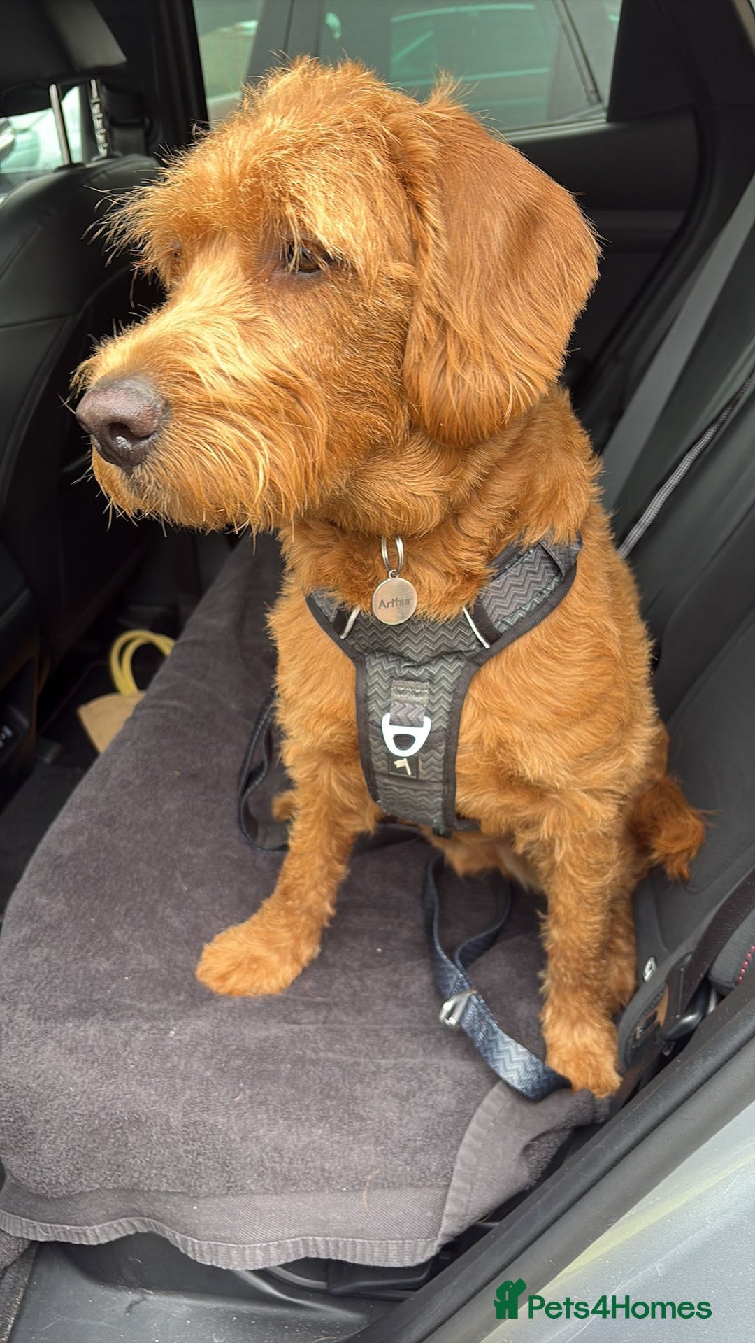Labradoodle dogs for sale: 10 month old labradoodle for rehoming - Image 7