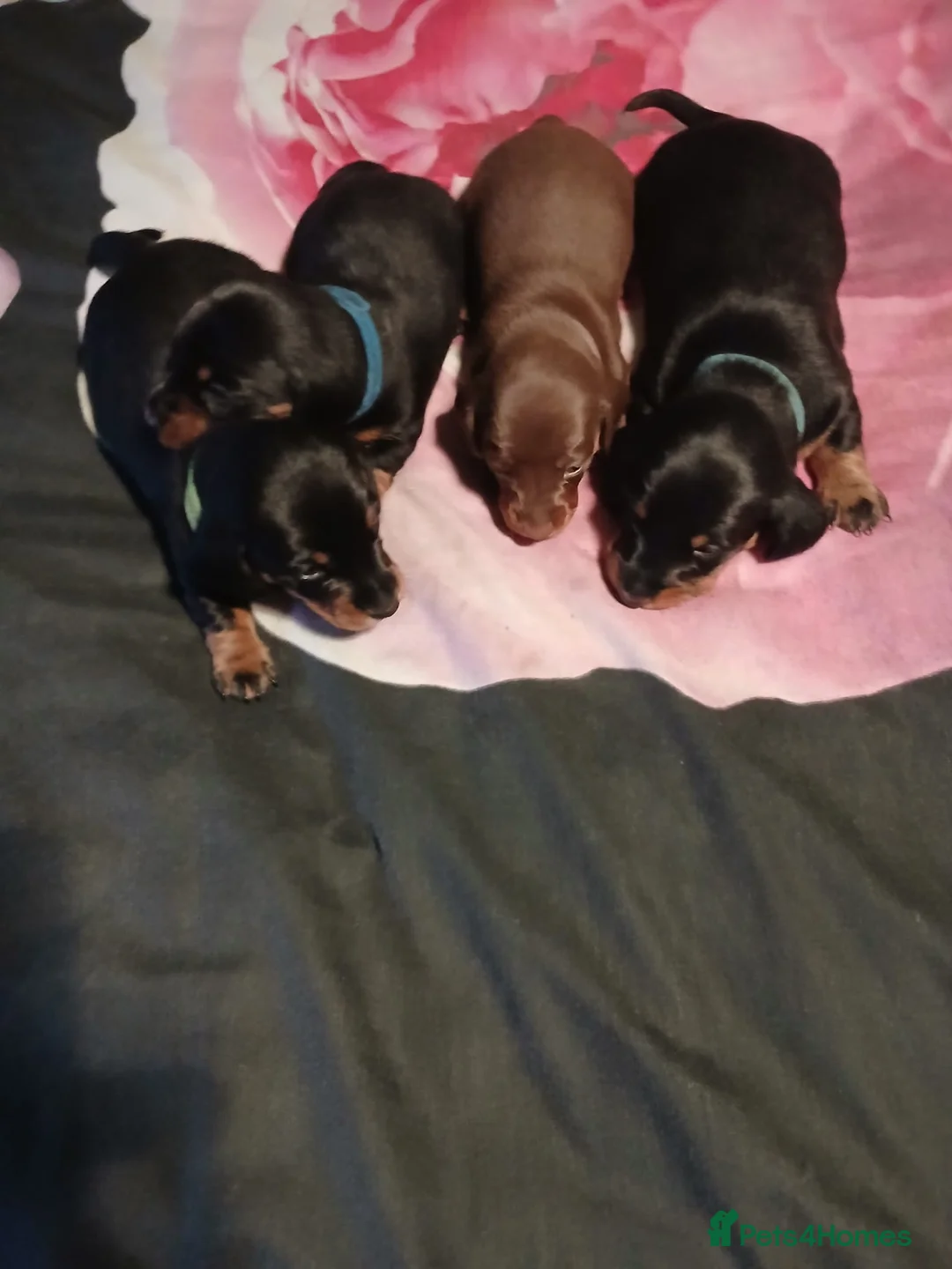 Dachshund dogs for stud: Beautiful long hair Dachshund male for stud - Advert 5