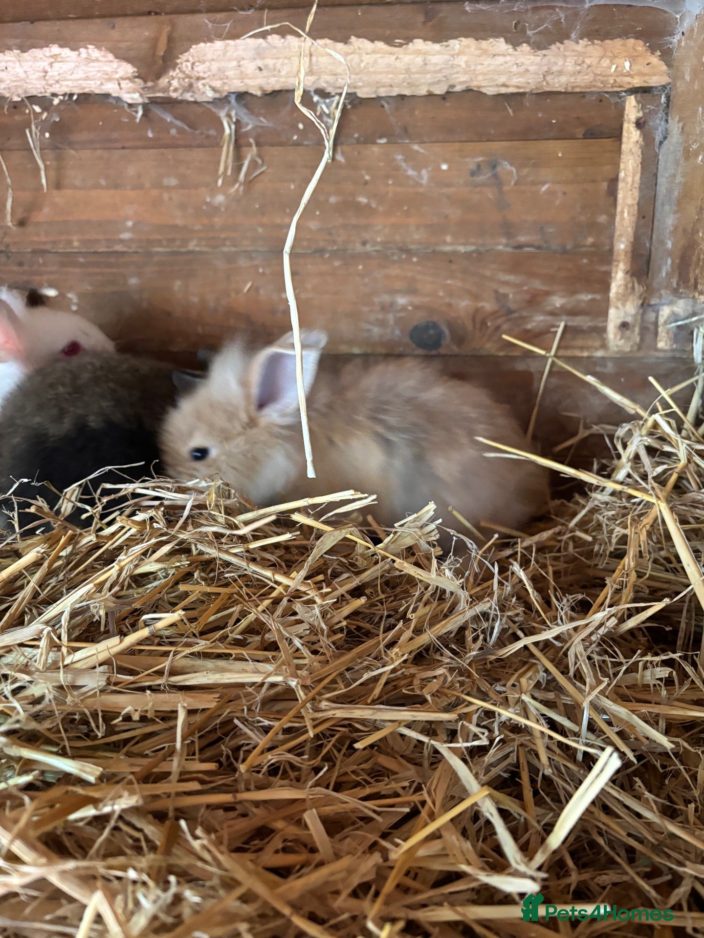 Mixed Breed rabbits Lion head x lops ready now  - Advert 1