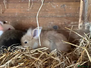 Mixed Breed rabbits Lion head x lops ready now - Advert 1