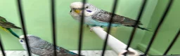 Budgerigars birds for sale: Black wing split to bf/bw - Advert 5