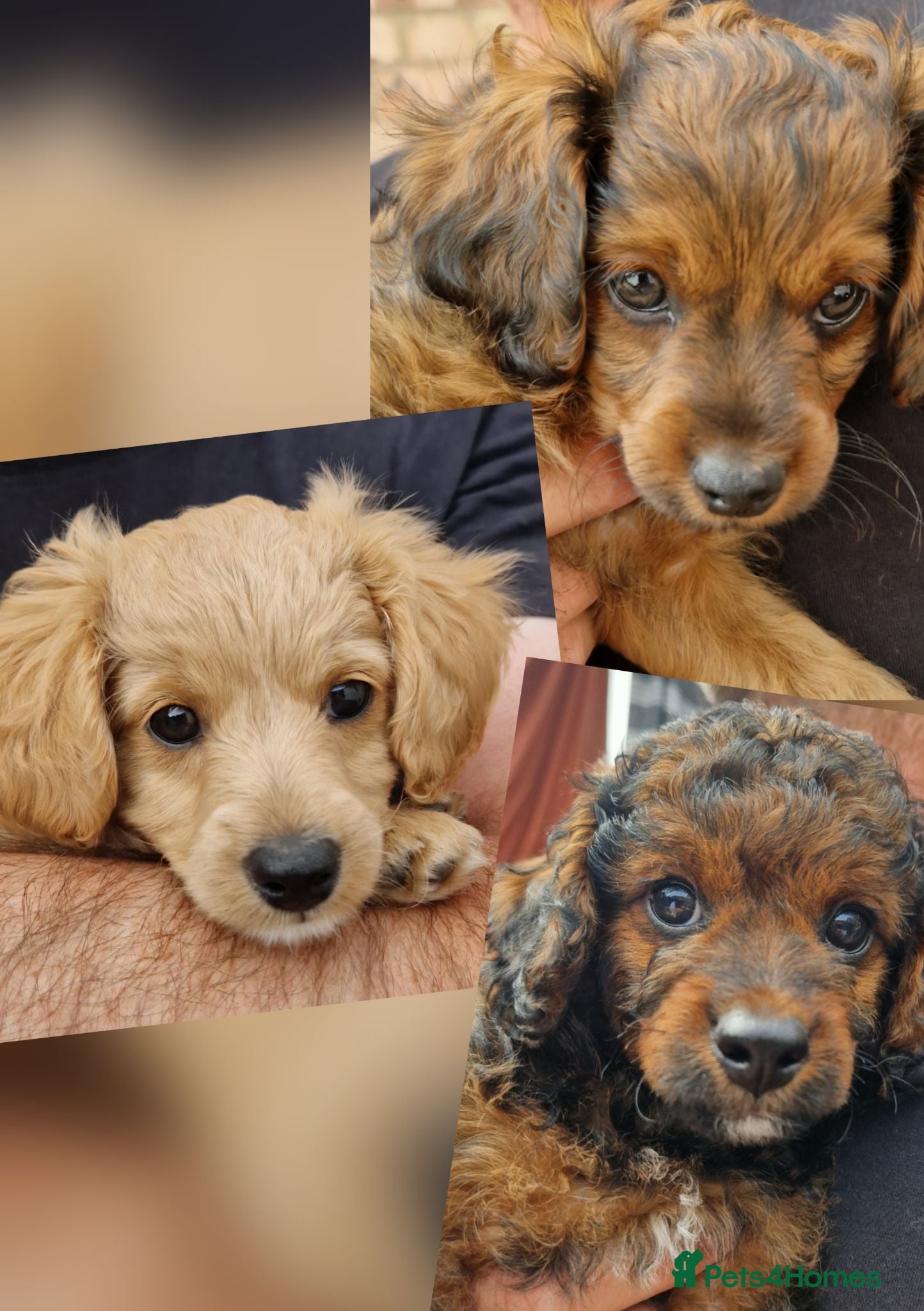 Cavapoochon dogs Beautiful Cavapoochon Pups  - Advert 7