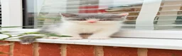 British Shorthair cats for sale: Beautiful Blue & White British Shorthair Kittens in Stowmarket - Advert 7