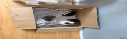 Mixed Breed cats for sale: 4 kittens are up for sale  in Milton Keynes - Advert 6