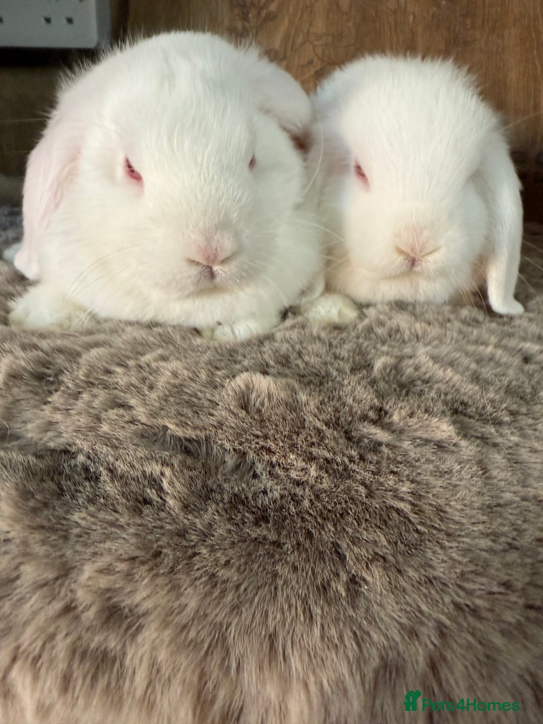 Mini Lop rabbits for sale: 3 mini lop rabbit girls available now - Image 3
