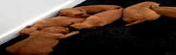 Golden Retriever dogs for sale: Stunning dark working golden retriever puppies - Advert 10